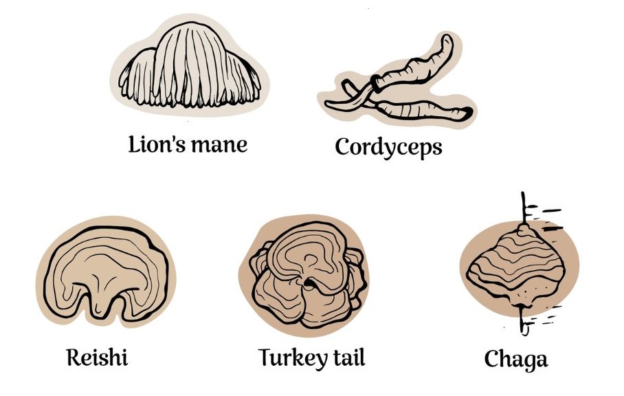 animations of different medicinal mushrooms