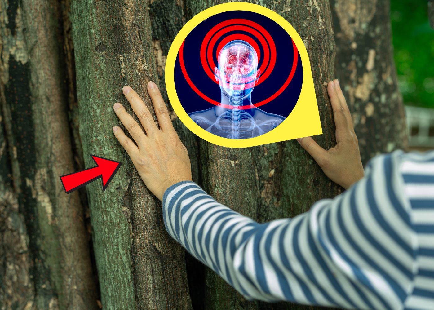 The Neuroscience of Forest Bathing: Japan’s Longevity Ritual for Brain Health After 50