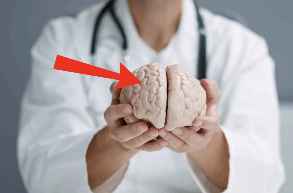 Brain model being held in hands