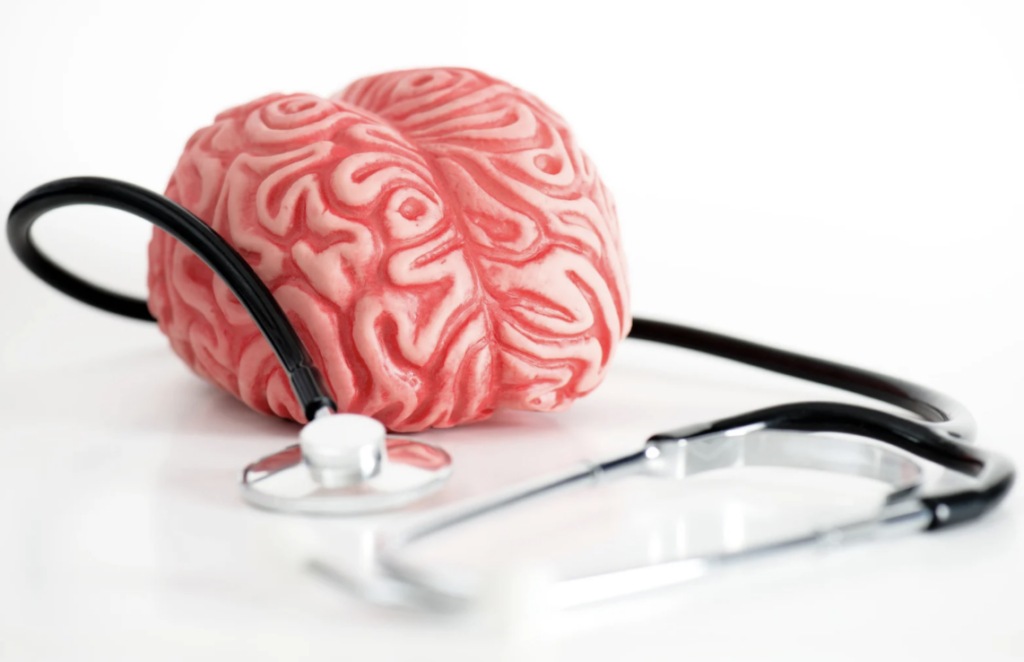 Model of a human brain wrapped with a stethoscope on a white background, representing brain health, cognitive function, and neurological checkups.