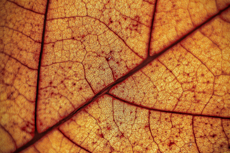 This image shows a close-up of a leaf with intricate veins, displaying its texture and pattern. The fine details in the veins of the leaf resemble vascular structures, offering a striking visual parallel to the veins in the human body.