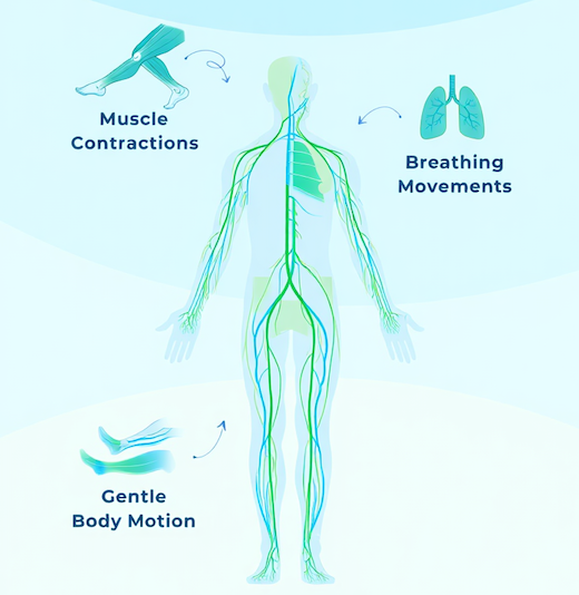 Diagram of the human lymphatic system showing how muscle contractions, breathing movements, and gentle body motion help stimulate lymph flow and support natural fluid circulation throughout the body.