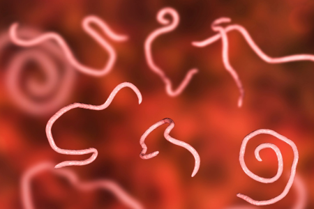 Parasites inside the body