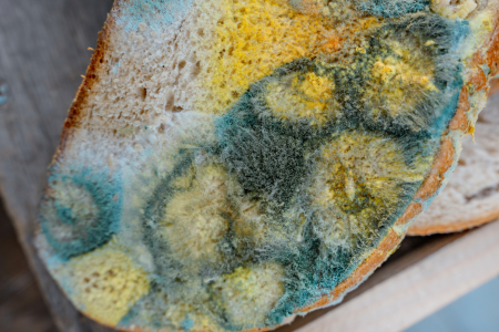Mold on toast