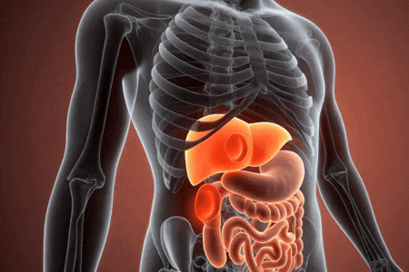 Liver gif